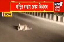 Bangla News: গাড়ির ধাক্কায় জখম চিতাবাঘ, ঢুকে পড়ল চা বাগানে! Bangla News: গাড়ির ধাক্কায় জখম চিতাবাঘ, ঢুকে পড়ল চা বাগানে!