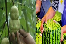 কোনওটার দাম প্রায় ৩ লাখ, কোনওটা মূর্তির মতো! বিশ্বের সব চেয়ে দামি ফলের তালিকা কোনওটার দাম প্রায় ৩ লাখ, কোনওটা মূর্তির মতো! বিশ্বের সব চেয়ে দামি ফলের তালিকা