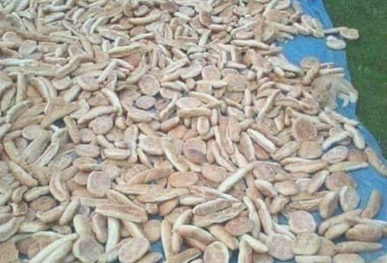 এই ছবিতেই লুকিয়ে রয়েছে বিড়ালটি।