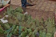 খাঁচায় করে পাচার হচ্ছিল বিহারে, ঠিক সময় হানা দিল বন দফতর! তার পর?