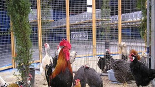 Bangla News (প্রতীকী ছবি)