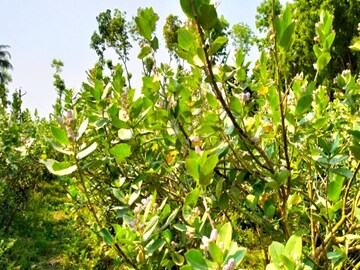 Akanda Flower Cultivation: Framers getting huge income from akanda flower cultivation