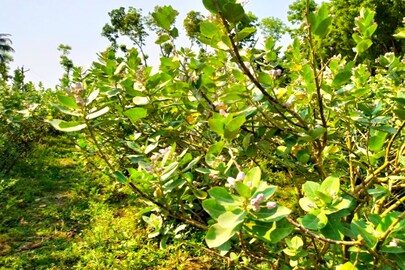 গাছে ফুটে রয়েছে আকুন্দ ফুল