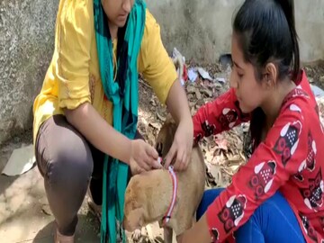 street dogs Reflective collar in Siuri