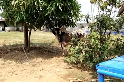 ঘাতক ষাঁড়