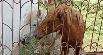 শরৎপল্লীর