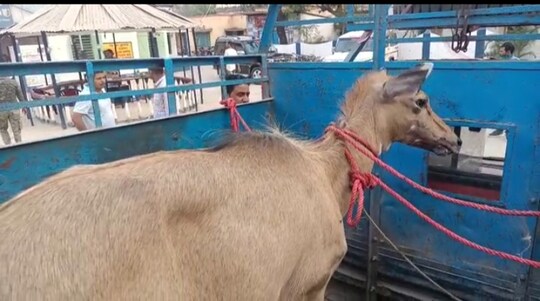 উদ্ধার হওয়া নীলগাই শাবক