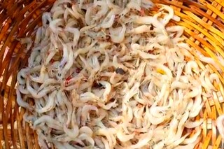সুন্দরবনের ফুল চিংড়ি