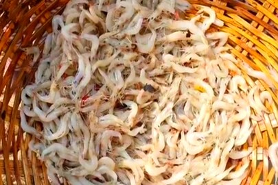 সুন্দরবনের ফুল চিংড়ি