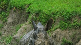 Number of rhinoceros increased in jalpaiguri Number of rhinoceros increased in jalpaiguri