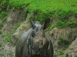 Number of rhinoceros increased in jalpaiguri