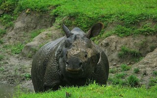 উত্তরের জঙ্গলে গন্ডার