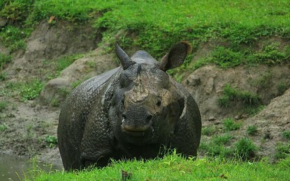 উত্তরের জঙ্গলে গন্ডার