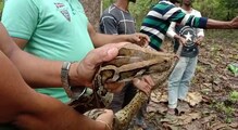 চা বাগান থেকে উদ্ধার দৈত্যাকার অজগর, চাঞ্চল্য এলাকাজুড়ে চা বাগান থেকে উদ্ধার দৈত্যাকার অজগর, চাঞ্চল্য এলাকাজুড়ে