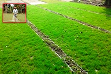 ঘাস চাষ করেই লাখপতি রাজারহাটের চাষিরা
