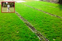 ঘাস চাষ করেই লাখপতি রাজারহাটের চাষিরা ঘাস চাষ করেই লাখপতি রাজারহাটের চাষিরা