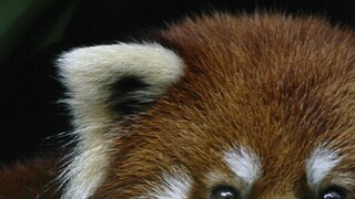 রেড পান্ডা রক্ষায় আন্তঃসীমায় আরও কড়া নজরদারির প্রস্তাব