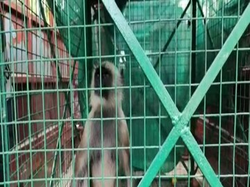 A hanuman hospitalized fr treatment in pascim bardhaman 