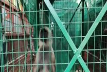 গাছ থেকে লাফালাফি করে পা ভাঙল হনুমানের, তারপর...