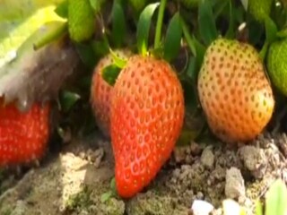 Earn Money: strawberry cultivation may be source of earning good money