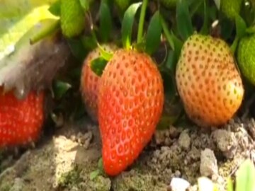 Earn Money: strawberry cultivation may be source of earning good money