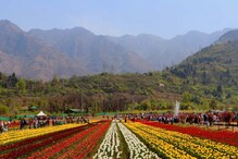 Tulip Garden: এশিয়ার বৃহত্তম টিউলিপ বাগান, শ্রীনগর ঢেকেছে লাল-সাদা-হলুদ-গোলাপিতে... দেখুন Tulip Garden: এশিয়ার বৃহত্তম টিউলিপ বাগান, শ্রীনগর ঢেকেছে লাল-সাদা-হলুদ-গোলাপিতে... দেখুন