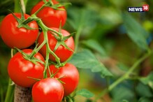 Tomato: টমেটো ফল নাকি সবজি? জানেন? না জানলে জেনে নিন Tomato: টমেটো ফল নাকি সবজি? জানেন? না জানলে জেনে নিন