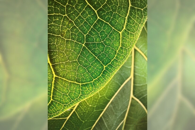    ৫. ছবির নাম- লিফ ইল্যুমিনেশন। আমেরিকার বস্টন থেকে এ ছবি পাঠিয়েছেন ট্রেভর কলিন। ছবিটি iPhone 13 Pro Max-এ তোলা।