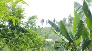 Earn Money: business idea by using this part of the tree that can be cut down you can earn huge amount money