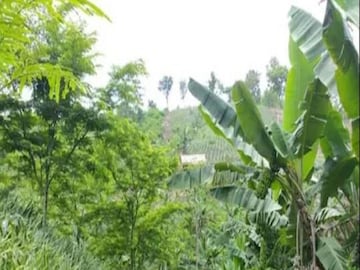 Earn Money: business idea by using this part of the tree that can be cut down you can earn huge amount money