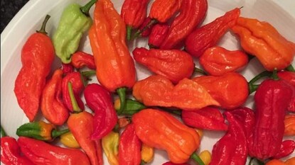 lesser known herbs and spices are worth trying,from Bhut Jolokia to radhuni- Photo- Collected lesser known herbs and spices are worth trying,from Bhut Jolokia to radhuni- Photo- Collected