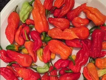 lesser known herbs and spices are worth trying,from Bhut Jolokia to radhuni- Photo- Collected 