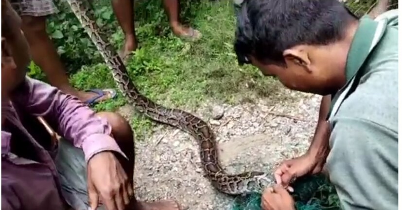 সম্ভবত খাবারের খোঁজে পাশের জঙ্গল থেকে বেরিয়ে এসে গ্রামের মধ্যে ঢুকে পরেছিল বলে মনে করা হচ্ছে। ২১ কেজি ওজনের অজগরটি লম্বায় ১১ ফুট বলে জানিয়েছেন বনকর্মীরা। উদ্ধারের পর অজগরটিকে নিরাপদ পরিবেশে ছেড়ে দেওয়া হবে বলে বন দফতর সূত্রে জানা গিয়েছে।