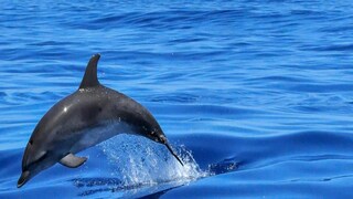 মেজাজ হারালো শান্ত ডলফিন৷ প্রতীকী ছবি, Photo-Canva মেজাজ হারালো শান্ত ডলফিন৷ প্রতীকী ছবি, Photo-Canva