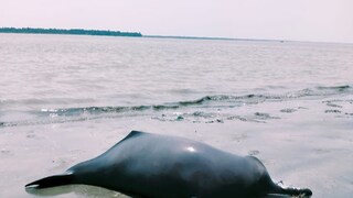 মৃত শুশুকের দেহ৷ 