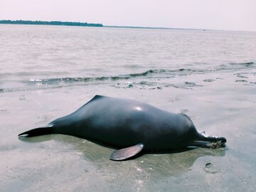 মৃত শুশুকের দেহ৷ 