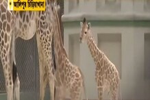 আলিপুর চিড়িয়াখানয় নতুন সদস্য, কে সে? দেখুন ভিডিও আলিপুর চিড়িয়াখানয় নতুন সদস্য, কে সে? দেখুন ভিডিও