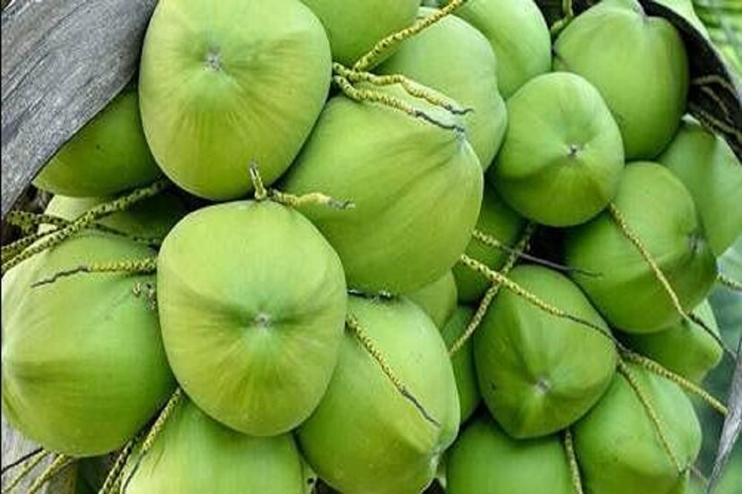 গরমে হাঁসফাঁস অবস্থা বঙ্গবাসীর। এই অবস্থায় ডাবের জলে গলা ভেজানো বেড়েছে। অনেকে আবার উপকারিতার কথা ভেবেও নিয়মিত পান করেন এই জল। ডাবের জলের হাজার উপকারিতা তো সকলেই কম বেশি জানেন। একদিকে যেমন ভাল স্বাস্থ্যের জন্য ডাবের জল উপকারী, তেমনই উজ্জ্বল ত্বকের জন্যও উপকারী এই জল। গায়ে জ্বালা ধরা রোদে হঠাত্ স্বস্তি দিতেও ডাবের জলের তুলনা নেই। তবে শুধু উপকারিতাই নয়, ডাবের জলের রয়েছে বেশ কিছু অপকারিতও।