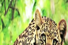 ডুয়ার্সের রাস্তায় উদ্ধার চিতাবাঘের রক্তাক্ত দেহ, দেখুন ভিডিও ডুয়ার্সের রাস্তায় উদ্ধার চিতাবাঘের রক্তাক্ত দেহ, দেখুন ভিডিও