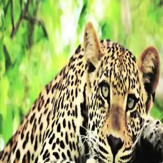 দিন কয়েক আগে চিতাবাঘের হামলায় নীহার চা বাগানে পাতা তোলার সময়ে এক মহিলা চা শ্রমিক জখমও হ‌য়। এর জেরে কার্যত চিতার আতঙ্কে ঘুম ছুটে গিয়েছিল এলাকাবাসীর। বাগান কর্তৃপক্ষের নজরেও পড়ে চিতাবাঘের পায়ের ছাপ। খবর দেওয়া হয় বন দফতরে। শুধু চা বাগানেই নয়, হাতভরাজোত গ্রামেও চিতার পায়ের ছাপ লক্ষ্য করতে পারে বন কর্মীরা। তারপরই নিশ্চিত হয়েই গতকাল বিকেলে ওই এলাকায় খাঁচা পাতে বাগডোগরা বন দফতর।