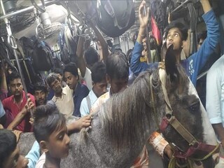 লোকাল ট্রেনে ঘোড়া। 