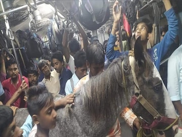লোকাল ট্রেনে ঘোড়া। 