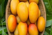 Mango For Weight Loss: আম খেলে বাড়বে ওজন, এই ধারণা কি আদৌ ঠিক? সচেতন হন এই মরসুমে Mango For Weight Loss: আম খেলে বাড়বে ওজন, এই ধারণা কি আদৌ ঠিক? সচেতন হন এই মরসুমে