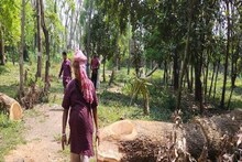 সবুজ দ্বীপের গাছ কাটছে কারা? সোশ্যাল মিডিয়ায় তোপ তৃণমূল বিধায়কের