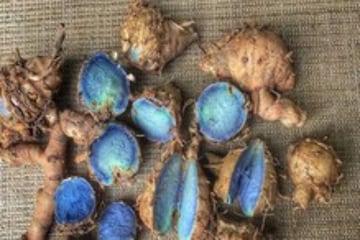 হলুদ তো খেয়েই থাকেন, এ বার ভরসা রাখুন স্বাস্থ্যগুণে ভরপুর কালো হলুদের উপর হলুদ তো খেয়েই থাকেন, এ বার ভরসা রাখুন স্বাস্থ্যগুণে ভরপুর কালো হলুদের উপর