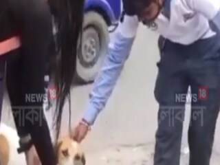 পথকুকুরদের রাতের অন্ধকারে দুর্ঘটনা থেকে রক্ষা করতে রেডিয়াম বেল্ট (Radium Belt) লাগানোর উদ্যোগ গ্রহণ করল সিস্টার্স ব্রাদার্স সোসাইটি।