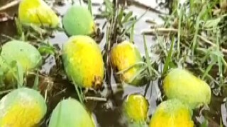 কম তেলে কম সময়ে রান্না করতে পারেন কাঁচা আম দিয়ে ছোট মাছের মাখা তরকারি৷