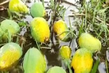 ১ লক্ষ মেট্রিক টন আমের ফলন কম মালদহে! সাধারণের নাগালের বাইরে যেতে পারে আমের দাম ১ লক্ষ মেট্রিক টন আমের ফলন কম মালদহে! সাধারণের নাগালের বাইরে যেতে পারে আমের দাম