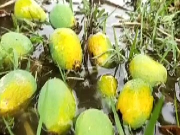 কম তেলে কম সময়ে রান্না করতে পারেন কাঁচা আম দিয়ে ছোট মাছের মাখা তরকারি৷