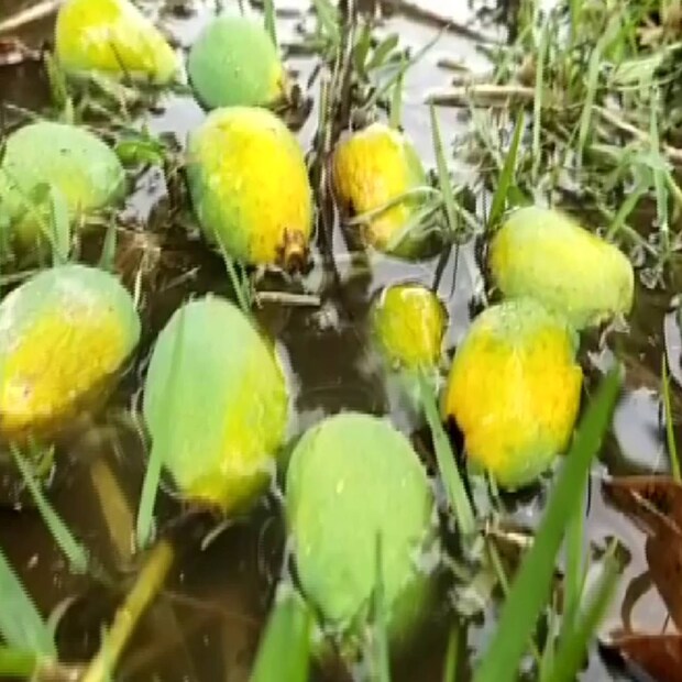 কম তেলে কম সময়ে রান্না করতে পারেন কাঁচা আম দিয়ে ছোট মাছের মাখা তরকারি৷